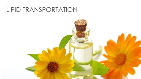 Thumbnail for NUTR 200 - Lipid Transportation &amp; Lipoprotein