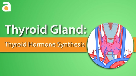 Thumbnail for Thyroid Gland: Thyroid Hormone Synthesis