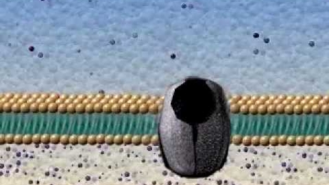 Thumbnail for Active and Passive Transport