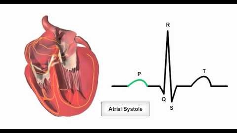 Thumbnail for entry Cardiac Conduction System and Its Relationship With ECG