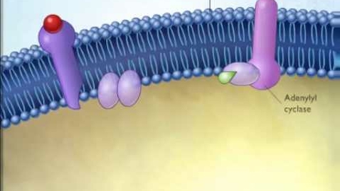 Thumbnail for Second messenger system water soluble hormone.wmv