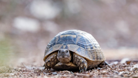 Thumbnail for "For When I Am Weak, Then Am I Strong" | Gérald Caussé | 2013