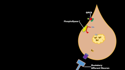 Thumbnail for entry Bitter sweet Umami Gustatory Cell Physiology