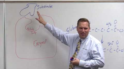 Thumbnail for BIO 180 Lecture Enzymes