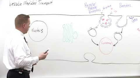 Thumbnail for entry Bio180 Vesicle Mediated Transport