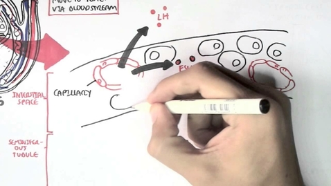 Thumbnail for entry Male Reproductive System - Hormonal Function and Regulation (sperm synthesis and maturation)