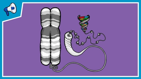 Thumbnail for What is a Chromosome?