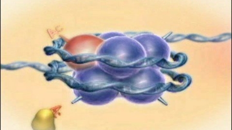 Thumbnail for entry Chromatin, Histones and Modifications