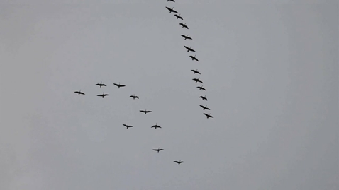 Thumbnail for Canada Geese form the Flying V