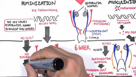 Thumbnail for entry Sex Differentiation