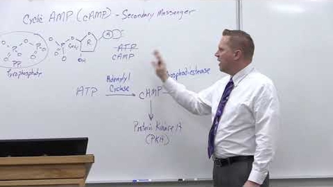 Thumbnail for Bio180 Transduction Pathways