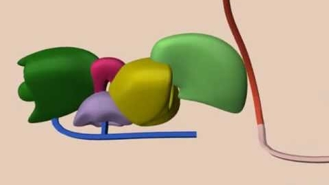 Thumbnail for entry mRNA Splicing