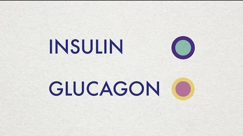 Thumbnail for Insulin and Glucagon - Simple Animation