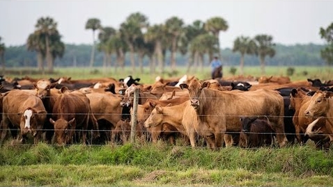 Thumbnail for Church-Affiliated Ranch Balances Agriculture and Conservation in Central Florida