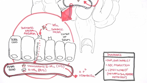 Thumbnail for entry Vitamin B12 Digestion and Absorption