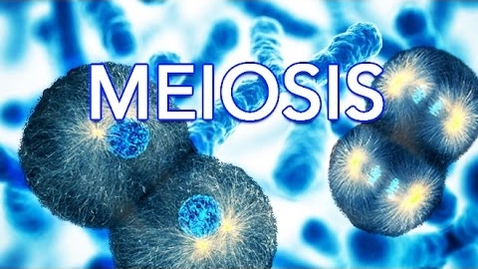 Thumbnail for MEIOSIS - MADE SUPER EASY - ANIMATION