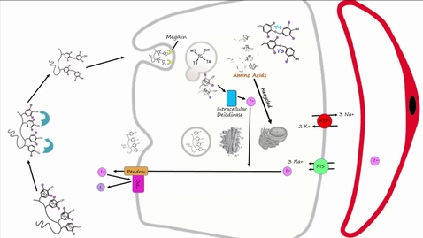 Thumbnail for Thyroid Part 2 - Thyroid Hormone Synthesis