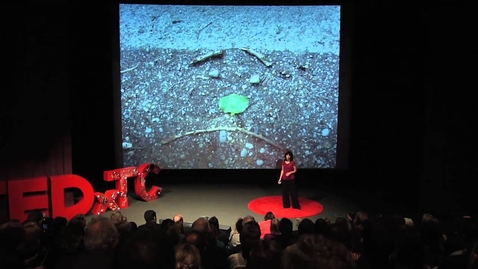 Thumbnail for TEDxTC - Terrie Rose - From the Baby's Point Of View