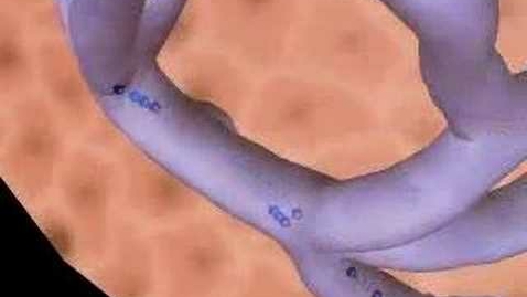 Thumbnail for Endocrine System, Pituitary Gland