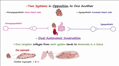 Thumbnail for entry Autonomic Nervous System