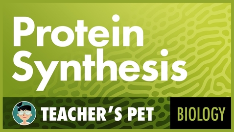 Thumbnail for entry Protein Synthesis