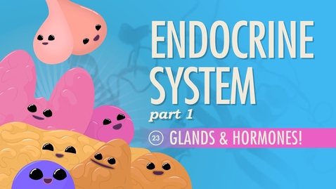 Thumbnail for entry Endocrine System, Part 1 - Glands &amp; Hormones: Crash Course Anatomy &amp; Physiology