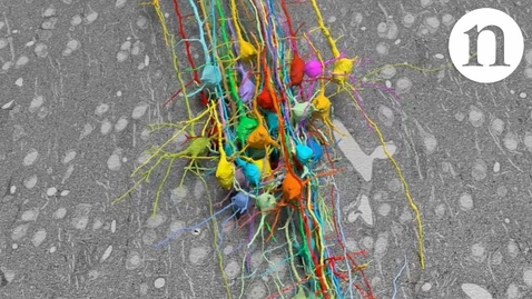 Thumbnail for Neuroscience: Crammed with connections