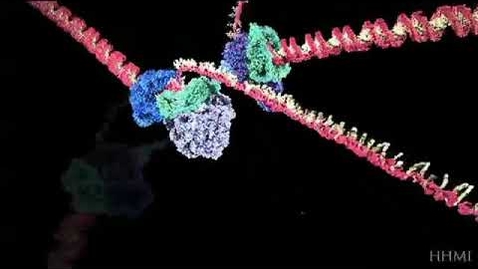 Thumbnail for DNA Replication (Advanced Detail) | HHMI BioInteractive Video