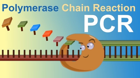 Thumbnail for entry PCR - Polymerase Chain Reaction