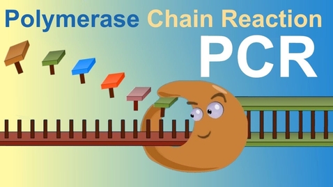 Thumbnail for PCR - Polymerase Chain Reaction