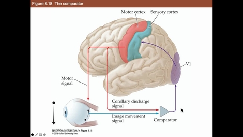 Thumbnail for Corollary Discharge Signal Theory
