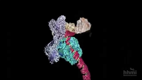 Thumbnail for DNA Transcription (Advanced Detail)