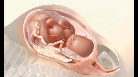 Thumbnail for The 3 Stages of Labor