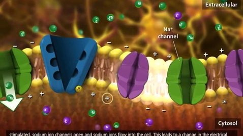 Thumbnail for entry Nerve Impulse Molecular Mechanism [3D Animation]