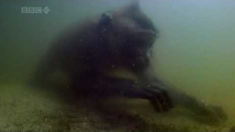 Thumbnail for The Crab-Eating Macaque