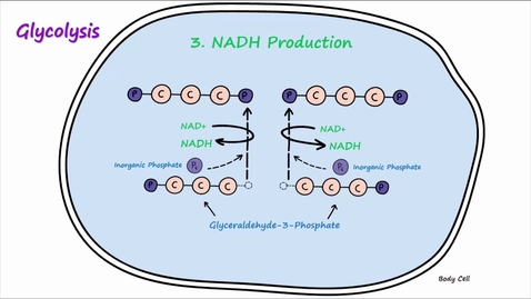 Thumbnail for Metabolism - Part 2 - Glycolysis and Lactic Acid Fermentation
