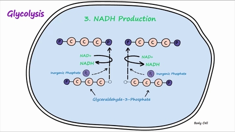 Thumbnail for entry Metabolism - Part 2: Glycolysis and Lactic Acid Fermentation