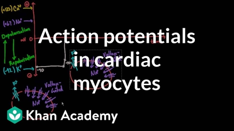 Thumbnail for Action Potentials in Cardiac Myocytes | Circulatory System Physiology