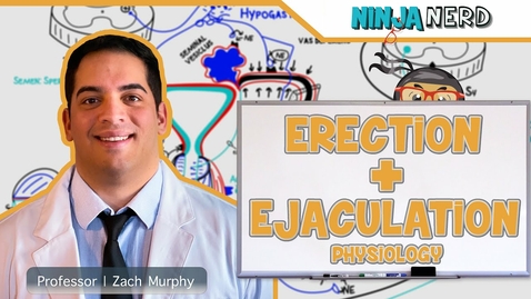 Thumbnail for entry Male Reproductive System | Erection &amp; Ejaculation