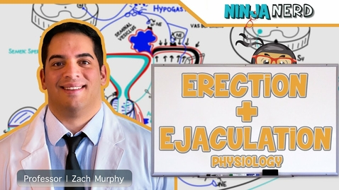 Thumbnail for Male Reproductive System | Erection &amp; Ejaculation