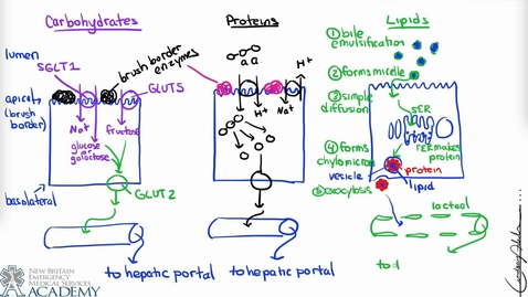 Thumbnail for Small Intestine &amp; Nutrient Absorption