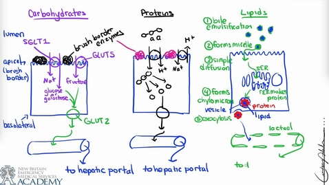 Thumbnail for entry Small Intestine &amp; Nutrient Absorption