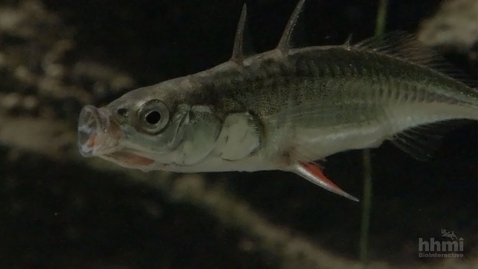 Thumbnail for entry Making of the Fittest: Evolution of the Stickleback Fish