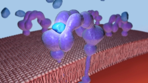 Thumbnail for Exercise and Insulin Stimulated Glucose Uptake by Skeletal Muscle
