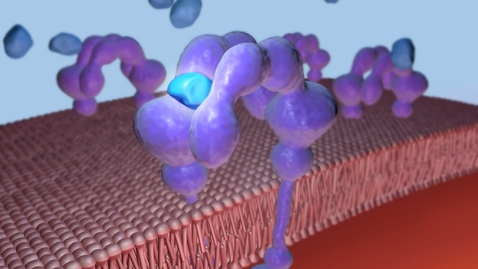 Thumbnail for entry Exercise and Insulin Stimulated Glucose Uptake by Skeletal Muscle