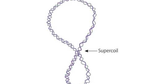 Thumbnail for Supercoiling
