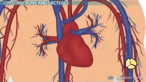 Thumbnail for Lipids Digestion and Absorption