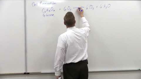Thumbnail for Bio180 Light Reactions