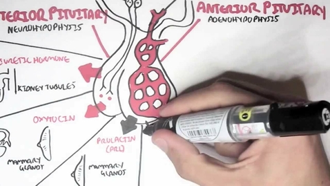 Thumbnail for Endocrinology - Overview