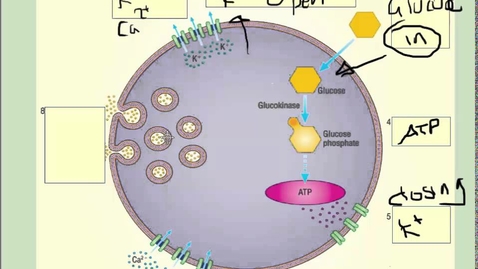 Thumbnail for entry Insulin secretion at cellular level (beta cells) - A2 Science